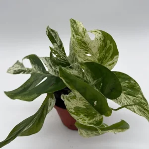 Epipremnum Pinnatum Marble Flame Live Plant - Rare Aroid, 4