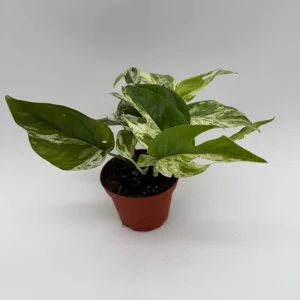 Epipremnum Pinnatum Marble Flame Live Plant - Rare Aroid, 4