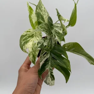 Epipremnum Pinnatum Marble Flame Live Plant - Rare Aroid, 4