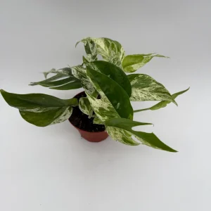 Epipremnum Pinnatum Marble Flame Live Plant - Rare Aroid, 4