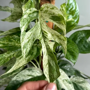 Epipremnum Pinnatum 'Marble Flame' Variegated Pothos Live Plant – 4" Pot – Easy Care Indoor - Image 1