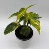 Epipremnum Yellow Flame Live Plant – 4 inch Pot – Rare Indoor Aroid - Image 1
