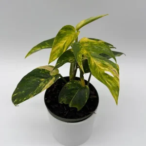 Epipremnum Yellow Flame Live Plant – 4 inch Pot – Rare Indoor Aroid - Image 2