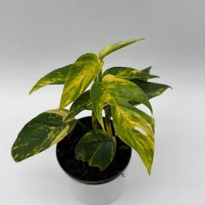 Epipremnum Yellow Flame Live Plant – 4 inch Pot – Rare Indoor Aroid - Image 3