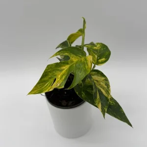 Epipremnum Yellow Flame Live Plant – 4 inch Pot – Rare Indoor Aroid - Image 4