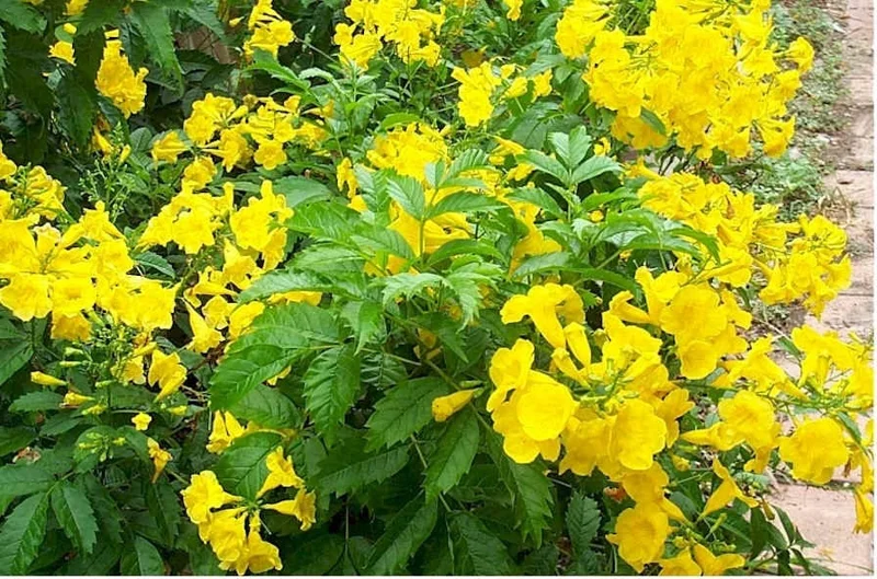Esperanza Goldstar Yellow Bells Live Plant 1 Gallon Tecoma stans Outdoor Shrub - Image 1