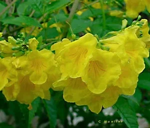 Esperanza Goldstar Yellow Bells Live Plant 1 Gallon Tecoma stans Outdoor Shrub - Image 3