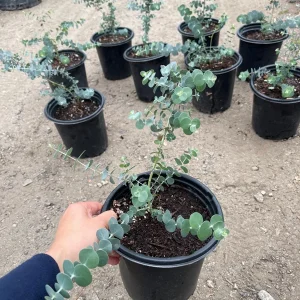 Eucalyptus Baby Blue Live Plant – 1 Gallon Nursery Pot Tree – Indoor/Outdoor - Image 2