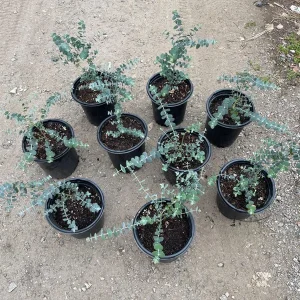 Eucalyptus Baby Blue Live Plant – 1 Gallon Nursery Pot Tree – Indoor/Outdoor - Image 1