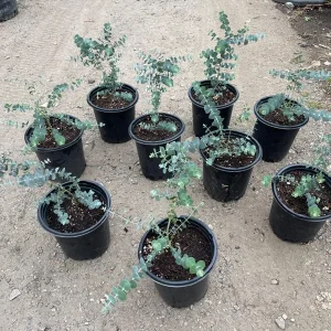 Eucalyptus Baby Blue Live Plant – 1 Gallon Nursery Pot Tree – Indoor/Outdoor - Image 3