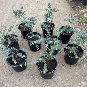 Eucalyptus Baby Blue Live Plant – 1 Gallon Nursery Pot Tree – Indoor/Outdoor - Image 4