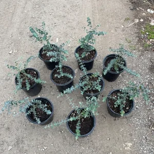 Eucalyptus Baby Blue Live Plant – 1 Gallon Nursery Pot Tree – Indoor/Outdoor - Image 5