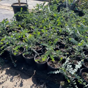 Eucalyptus Baby Blue Live Plant – 1 Gallon Nursery Pot Tree – Indoor/Outdoor - Image 7