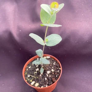 Eucalyptus cinerea Silver Dollar Live Plant – 3 Inch Pot, Aromatic Foliage - Image 2