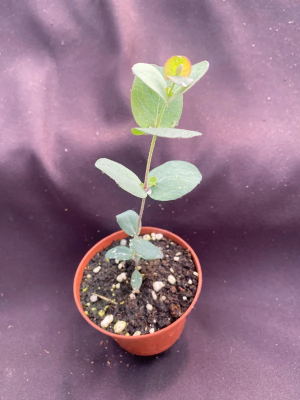 Eucalyptus cinerea Silver Dollar Live Plant – 3 Inch Pot, Aromatic Foliage - Image 2