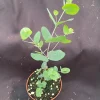 Eucalyptus cinerea Silver Dollar Live Plant – 3 Inch Pot, Aromatic Foliage - Image 1