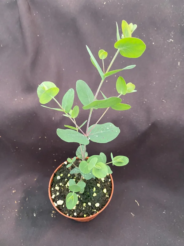 Eucalyptus cinerea Silver Dollar Live Plant – 3 Inch Pot, Aromatic Foliage - Image 1
