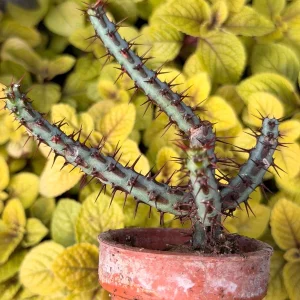 Euphorbia Aeruginosa Live Plant - Desert Succulent Cactus - Potted - Image 2