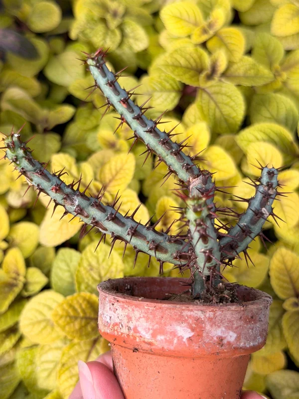 Euphorbia Aeruginosa Live Plant - Desert Succulent Cactus - Potted - Image 2