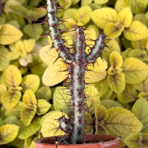 Euphorbia Aeruginosa Live Plant - Desert Succulent Cactus - Potted - Image 3
