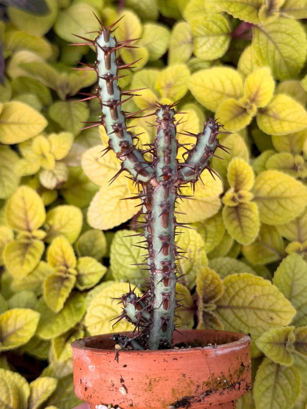 Euphorbia Aeruginosa Live Plant - Desert Succulent Cactus - Potted - Image 3