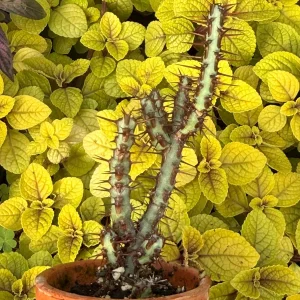 Euphorbia Aeruginosa Live Plant - Desert Succulent Cactus - Potted - Image 4