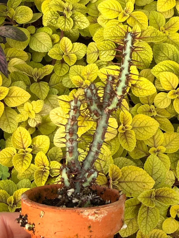 Euphorbia Aeruginosa Live Plant - Desert Succulent Cactus - Potted - Image 4