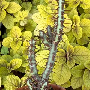 Euphorbia Aeruginosa Live Plant - Desert Succulent Cactus - Potted - Image 5