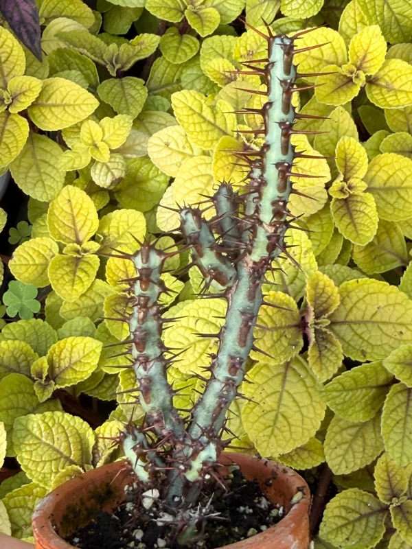 Euphorbia Aeruginosa Live Plant - Desert Succulent Cactus - Potted - Image 5