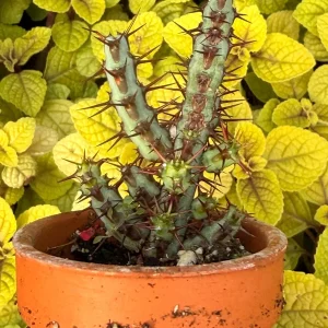 Euphorbia Aeruginosa Live Plant - Desert Succulent Cactus - Potted - Image 6