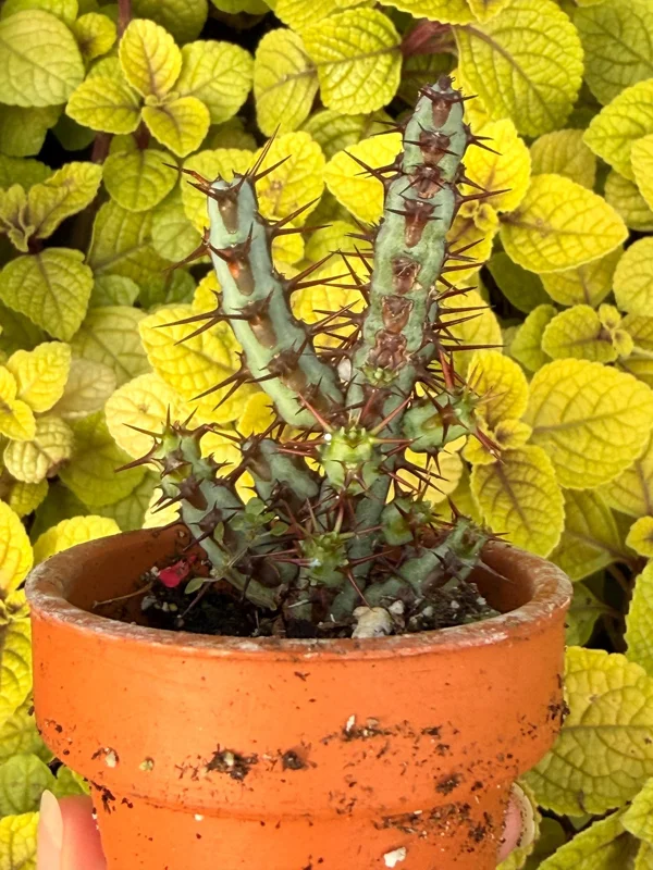 Euphorbia Aeruginosa Live Plant - Desert Succulent Cactus - Potted - Image 6