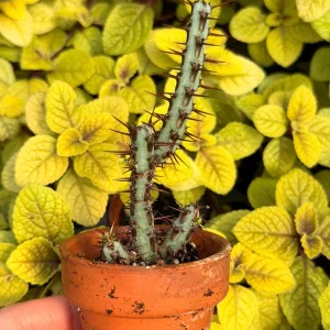 Euphorbia Aeruginosa Live Plant - Desert Succulent Cactus - Potted - Image 7