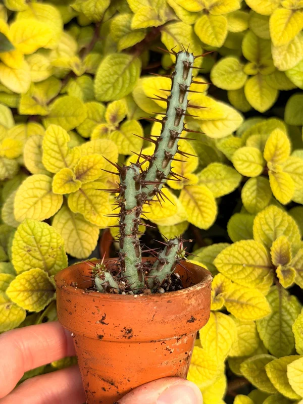 Euphorbia Aeruginosa Live Plant - Desert Succulent Cactus - Potted - Image 7
