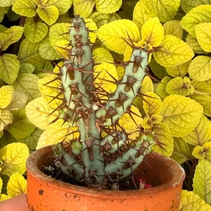Euphorbia Aeruginosa Live Plant - Desert Succulent Cactus - Potted - Image 1