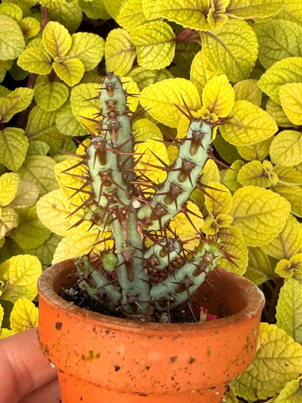 Euphorbia Aeruginosa Live Plant - Desert Succulent Cactus - Potted - Image 1