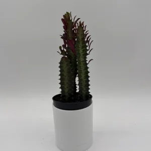 Euphorbia Red Trigona Live Plant - Vibrant Red Houseplant in 4" Pot - Image 2