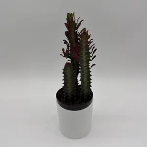 Euphorbia Red Trigona Live Plant - Vibrant Red Houseplant in 4