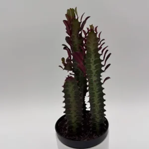 Euphorbia Red Trigona Live Plant - Vibrant Red Houseplant in 4