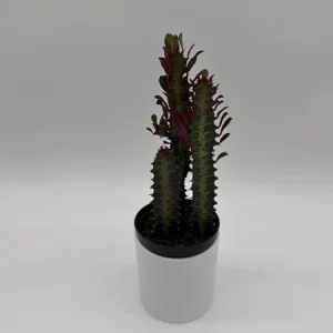 Euphorbia Red Trigona Live Plant - Vibrant Red Houseplant in 4" Pot - Image 1