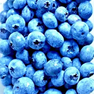 European Bilberry Seeds - 50+ Heirloom Wild Blueberry Seeds - Lowbush Shrub - Image 3
