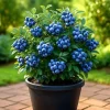 European Bilberry Seeds - 50+ Heirloom Wild Blueberry Seeds - Lowbush Shrub - Image 1