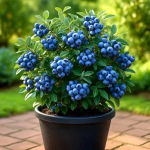 European Bilberry Seeds - 50+ Heirloom Wild Blueberry Seeds - Lowbush Shrub - Image 1