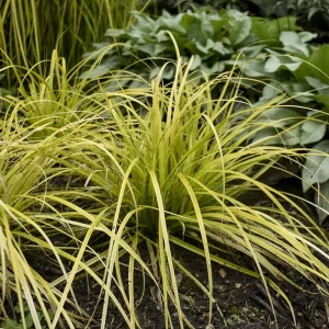 Everillo Japanese Sedge Live Plant - Carex Grass Shade Companion - Image 2
