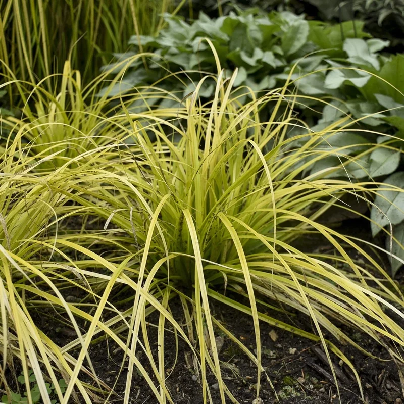 Everillo Japanese Sedge Live Plant - Carex Grass Shade Companion - Image 2