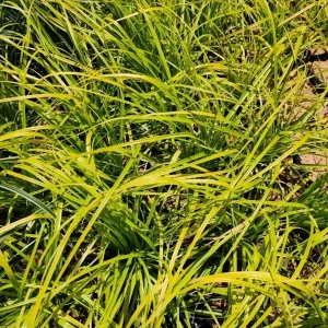 Everillo Japanese Sedge Live Plant - Carex Grass Shade Companion - Image 3