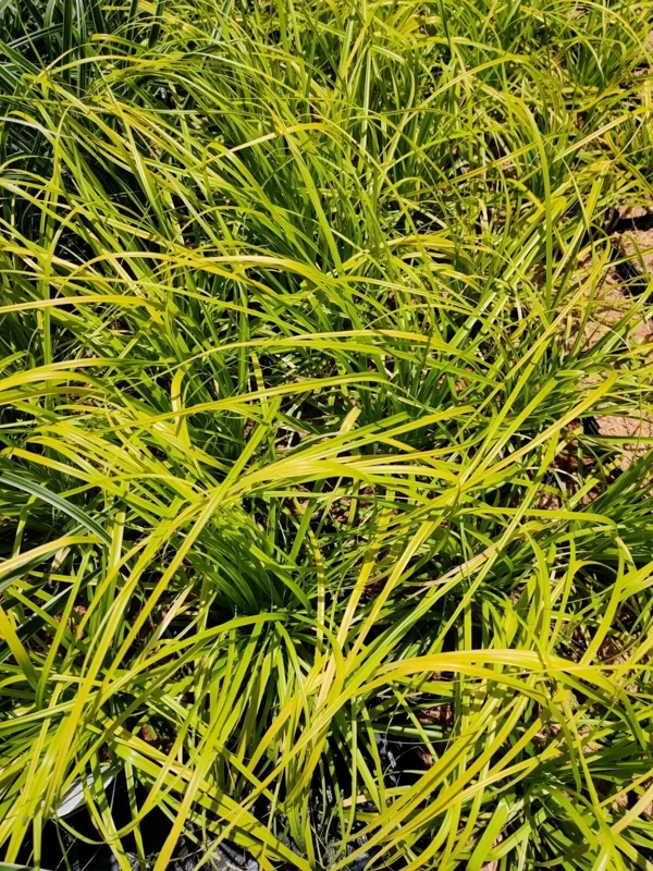 Everillo Japanese Sedge Live Plant - Carex Grass Shade Companion - Image 3