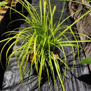 Everillo Japanese Sedge Live Plant - Carex Grass Shade Companion - Image 4