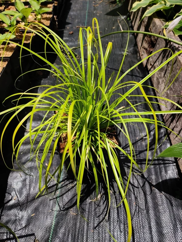 Everillo Japanese Sedge Live Plant - Carex Grass Shade Companion - Image 4