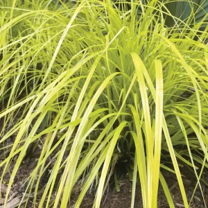 Everillo Japanese Sedge Live Plant - Carex Grass Shade Companion - Image 1