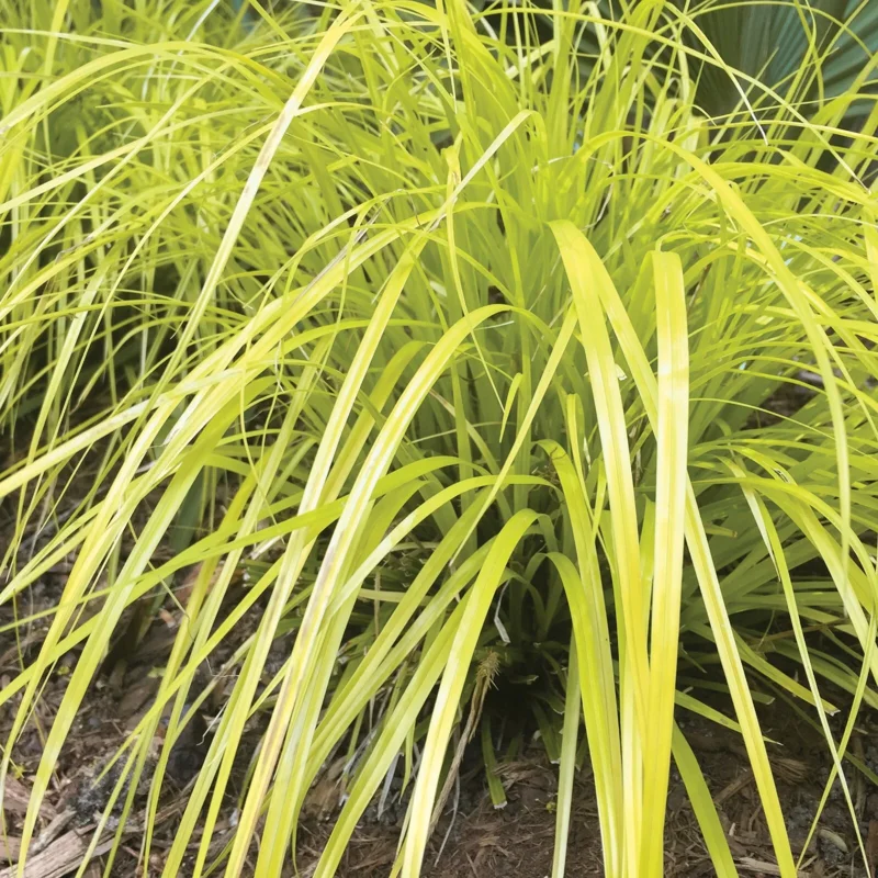 Everillo Japanese Sedge Live Plant - Carex Grass Shade Companion - Image 1